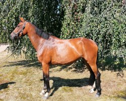 Springpferd Pebbels R (Oldenburger Springpferd, 2017, von Perigueux)