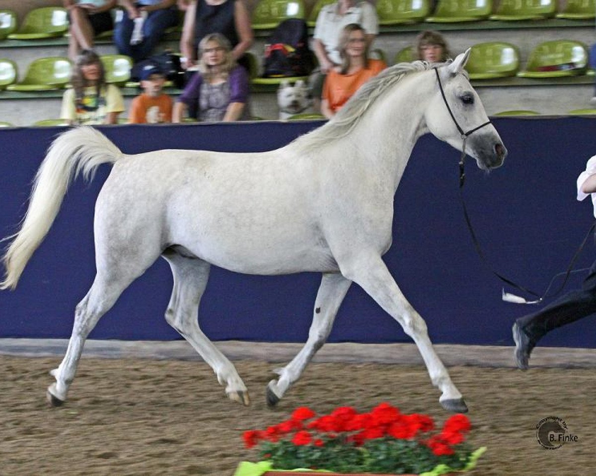 Pferd Amurath Sharif ox (Vollblutaraber, 2005, von Amurath Deria ox)