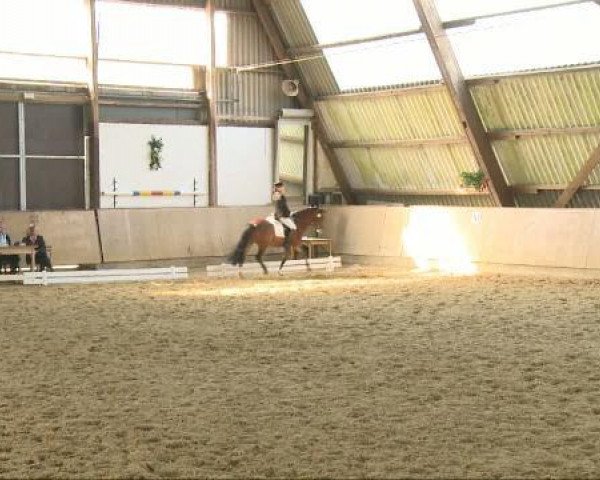dressage horse Dominus 56 (German Riding Pony, 2001, from Donnerblitz)