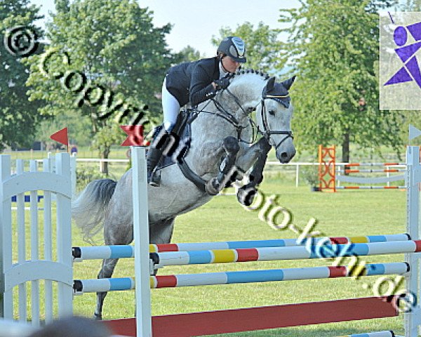 jumper Arcento (Oldenburg show jumper, 2006, from Aralimbo)