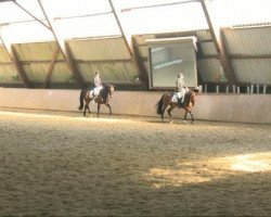 dressage horse Rockfor 2 (Rhinelander, 2007, from Rock Forever NRW)