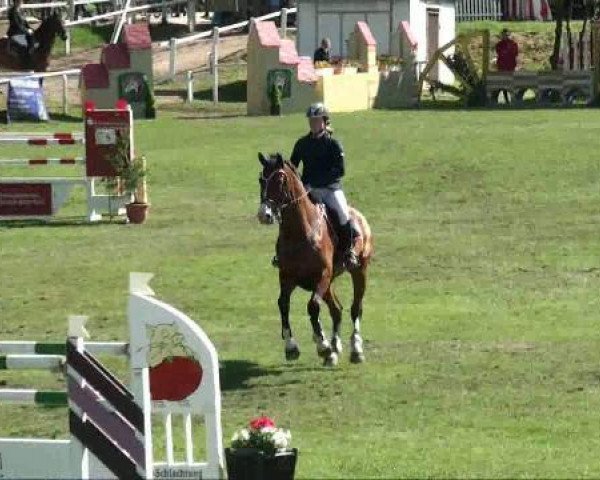 Springpferd Quintus 88 (Westfale, 2004, von Quidam's Rubin)