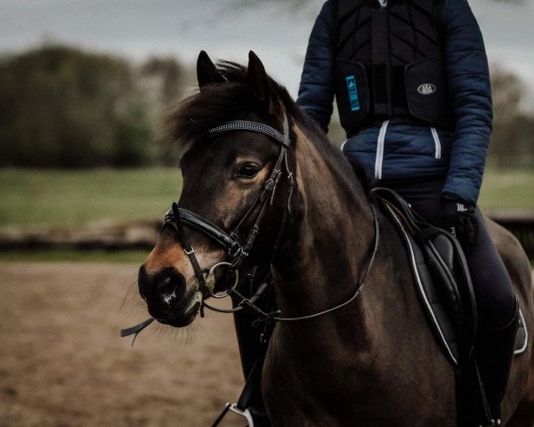 Springpferd Bajka (Polnisches Warmblut, 2012)