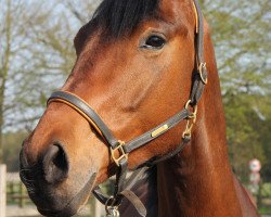 Pferd Danilo (Oldenburger, 2007, von Donninger)