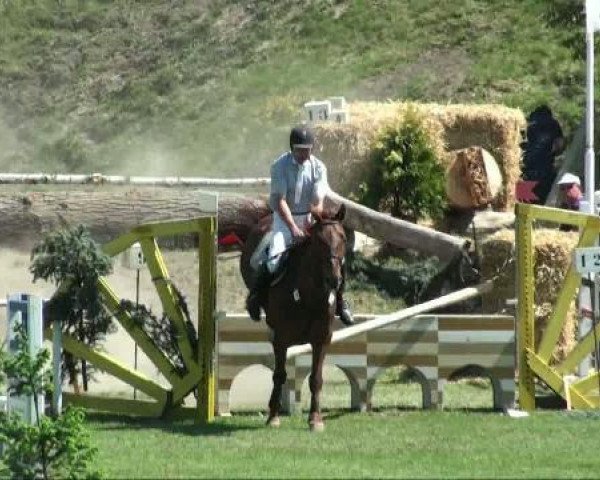 jumper Claus 37 (German Sport Horse, 2004, from Coolman)