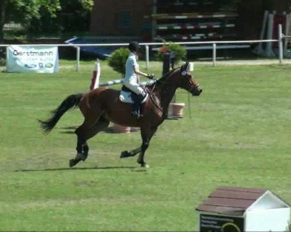 horse Cascaya B (Saxony-Anhaltiner, 2001, from Carismo II 123 FIN)