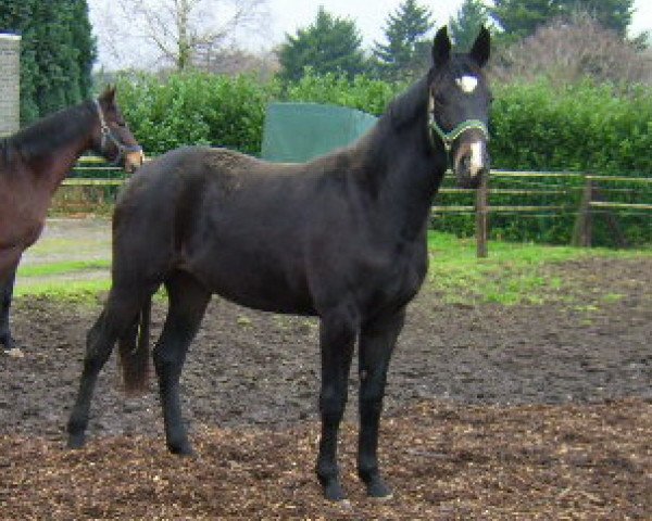 horse Deladora (Rhinelander, 2005, from De La Vega)
