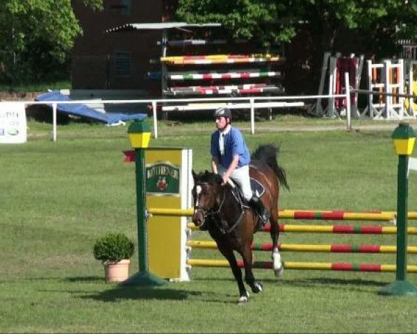 jumper Quinten 15 (Oldenburg, 2005, from Quinn Step)
