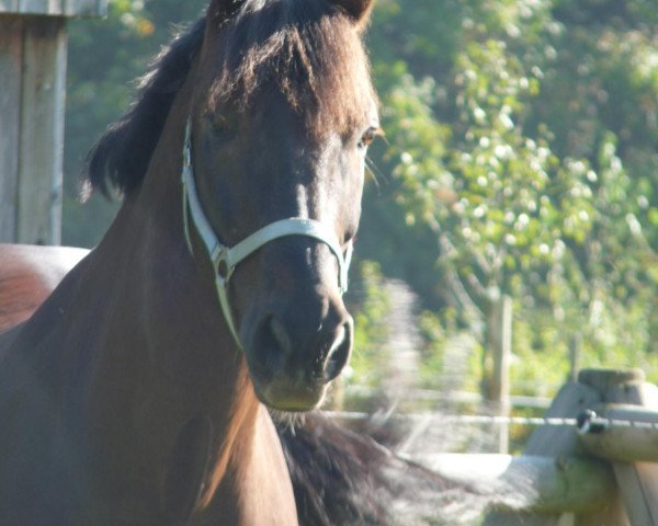 Dressurpferd Dartagnan (Oldenburger, 2001, von Dormello)