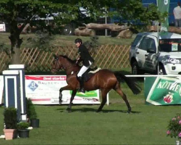 horse Duschek (German Sport Horse, 2005, from Daimler)