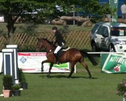 Springpferd Duschek (Deutsches Sportpferd, 2005, von Daimler)