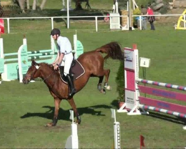 Springpferd Carino 558 (Deutsches Sportpferd, 2006, von Celentano)