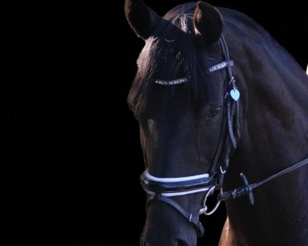 broodmare Francis (German Riding Pony, 2003, from Offshore Energy R)