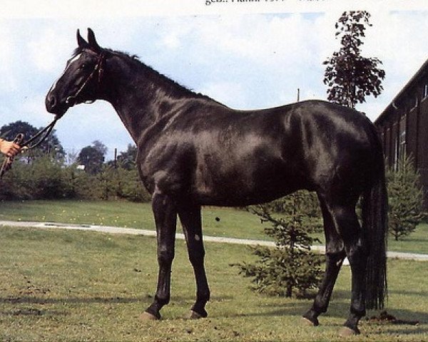 stallion Ludendorff (Hanoverian, 1977, from Lugano I 3963)
