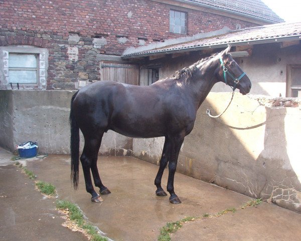 horse Will o Wisp (Westphalian, 1997, from Weltruf)