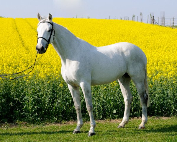 Springpferd Ladykracher 2 (Holsteiner, 1999, von Lansing)