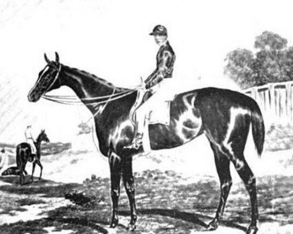 Zuchtstute Blink Bonny xx GN070 (Englisches Vollblut, 1854, von Melbourne xx)