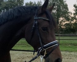 Caballo de Doma First Date W (Hannoveriano, 2017, de For Dance)