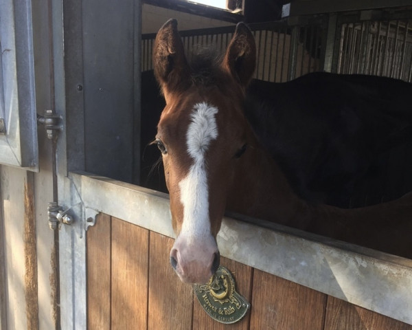 horse Faithful love (Hanoverian, 2018, from Fuechtels Floriscount OLD)