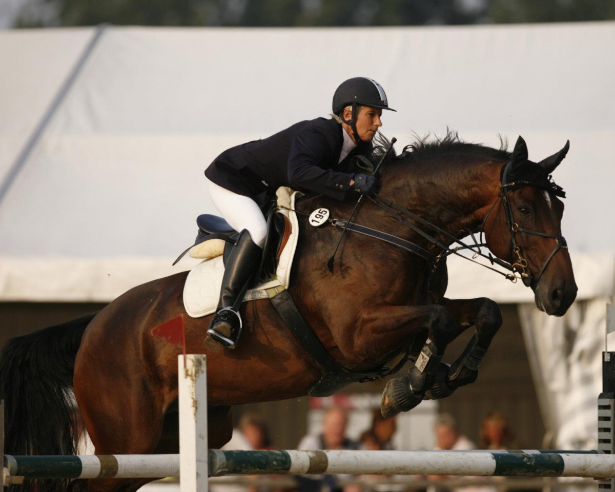Springpferd Chameur (Holsteiner, 1995, von Calato)