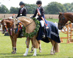 dressage horse Cwmesgair Legally Blonde (Welsh-Cob (Sek. D), 2016, from Gwynfaes Martholwch)