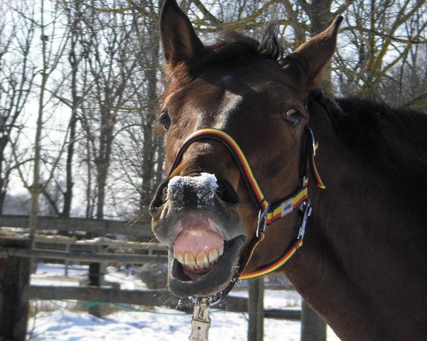 Dressurpferd Theo (Hannoveraner, 2005, von Wishing Luck) Dressurpferd Theo (Hannoveraner, 2005, von Wishing Luck)