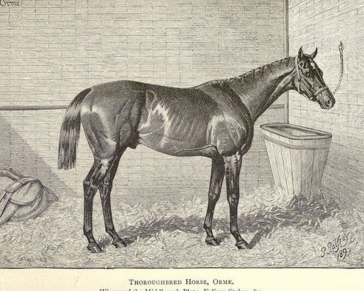 stallion Orme xx (Thoroughbred, 1889, from Ormonde xx)