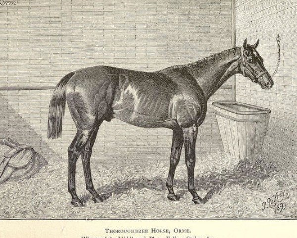 Deckhengst Orme xx (Englisches Vollblut, 1889, von Ormonde xx)