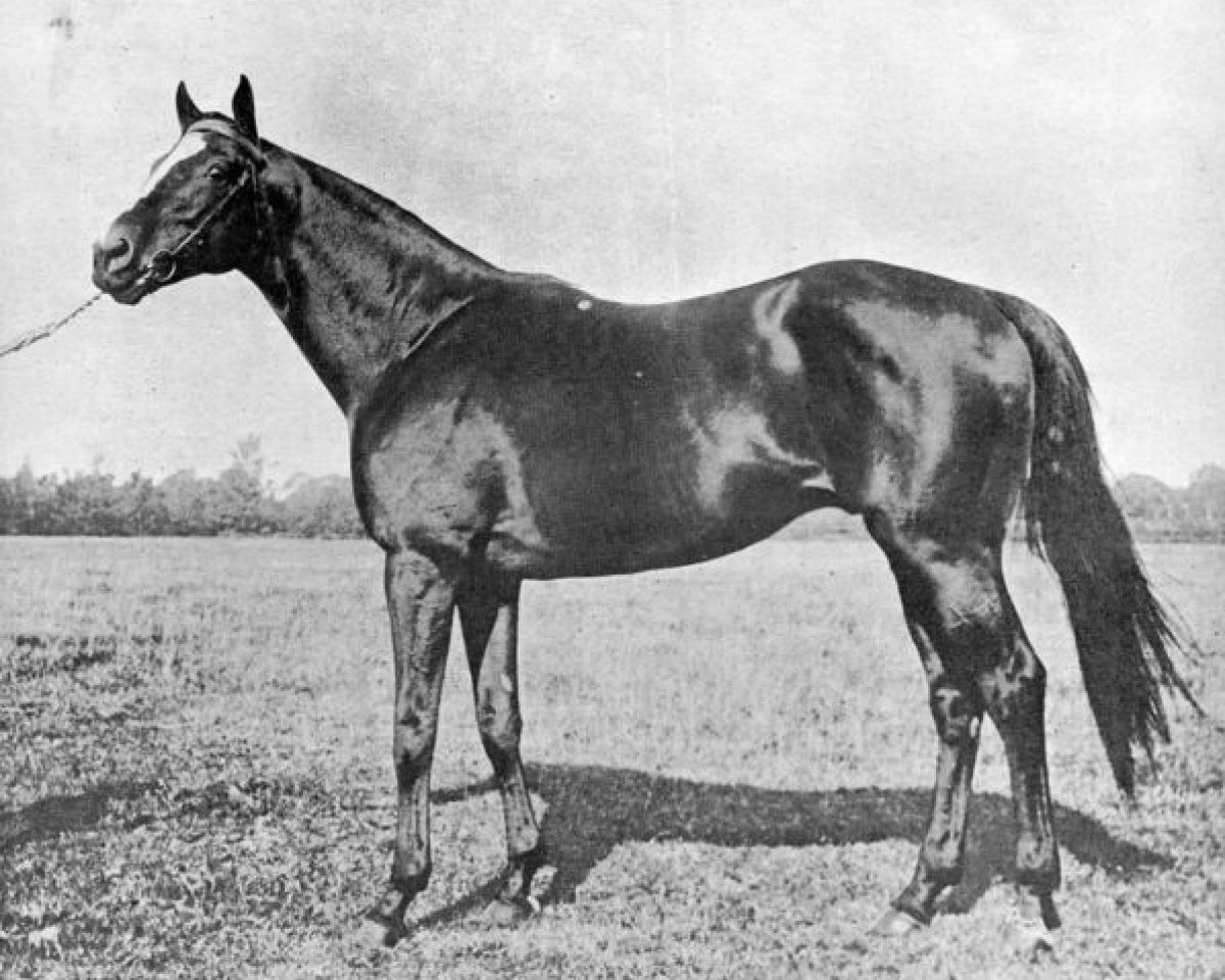 stallion Flying Fox xx (Thoroughbred, 1896, from Orme xx)