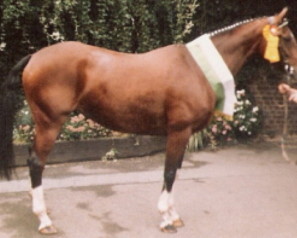 broodmare Sunny (Rhinelander, 1981, from Glücksklee)