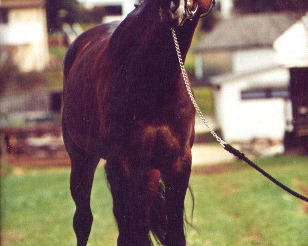 Zuchtstute Glücksargentina (Bayer, 1996, von La Rochelle G)