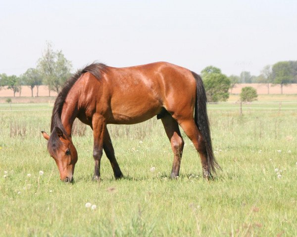 horse Night's Revolution (German Riding Pony, 2009, from Nightflight)