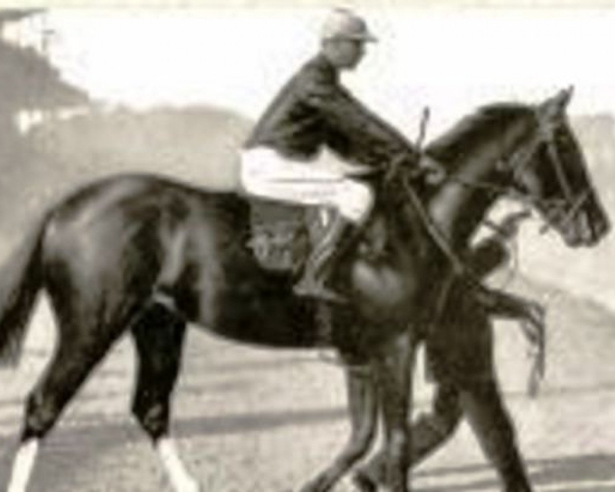 Deckhengst Gouvernant xx (Englisches Vollblut, 1901, von Flying Fox xx)