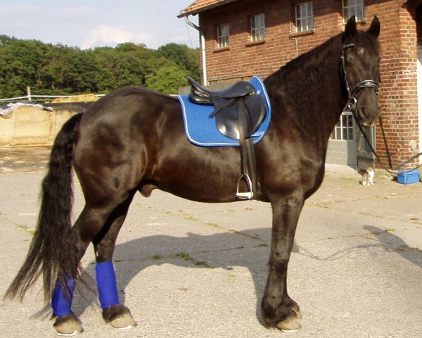 Dressurpferd Heinrich 5 (Friese, 1984, von Tamme 276)