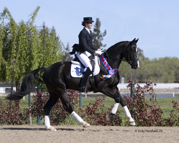 horse Sir Rocco (Westphalian, 2005, from Sir Bedo)