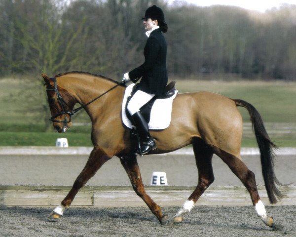 horse Fahrenheit (Westphalian, 2003, from Feinsinn)