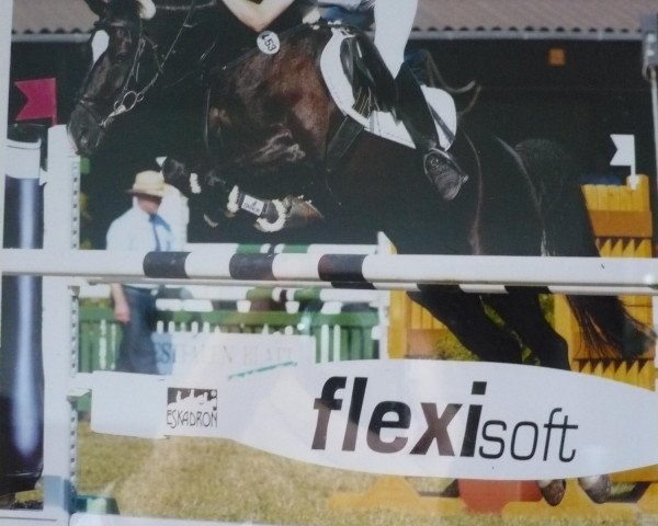 Broodmare Noisette (German Riding Pony, 1986, from Night-Star I)