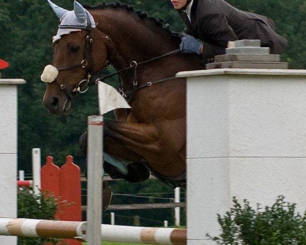 broodmare Cariba 4 (Westphalian, 1993, from Cartusch)