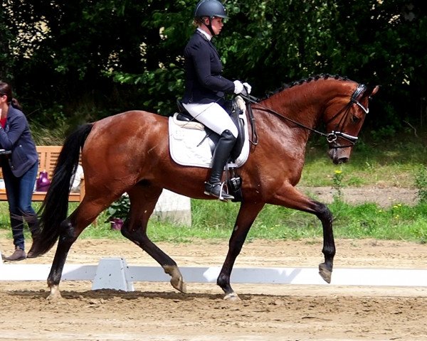 Pferd Vapiano 18 (Deutsches Sportpferd, 2019, von Vitalis)