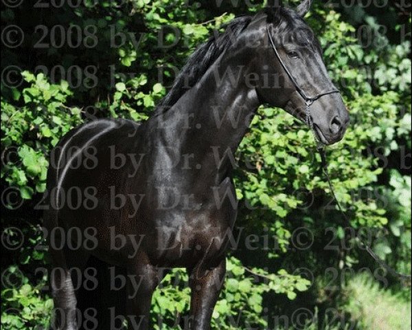 horse Roi de Coeur 3 (Mecklenburg, 2002, from Royal Olymp 142 FIN)