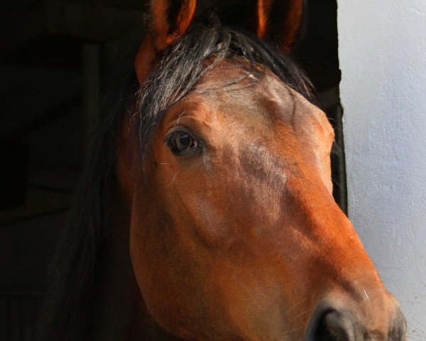 broodmare Pasadena del grande (Westphalian, 2009, from Pascavello)