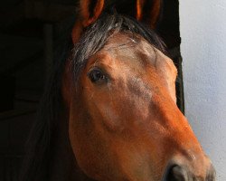 broodmare Pasadena del grande (Westphalian, 2009, from Pascavello)