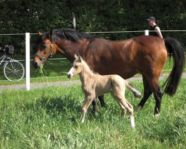 Dressurpferd Cross Fire (Deutsches Reitpony, 2010, von Top Champy)
