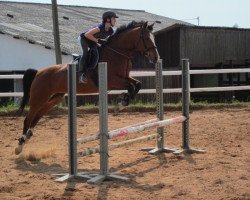 broodmare Lupica (Westphalian, 2000, from Lupicor)
