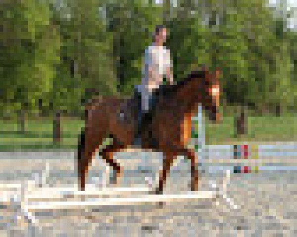 dressage horse Prime Time Explosion (Westphalian, 2005, from Pik Labionics)