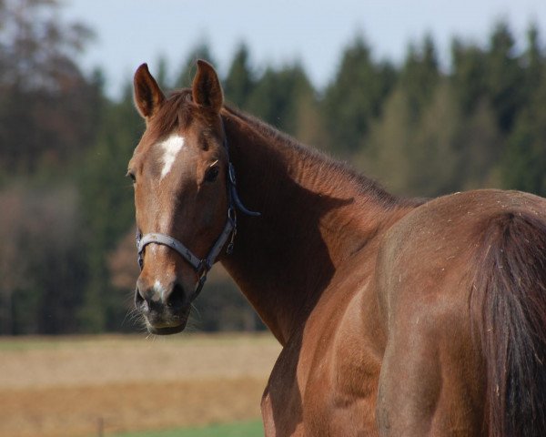 broodmare Anja (Württemberger, 1994, from Anselm)