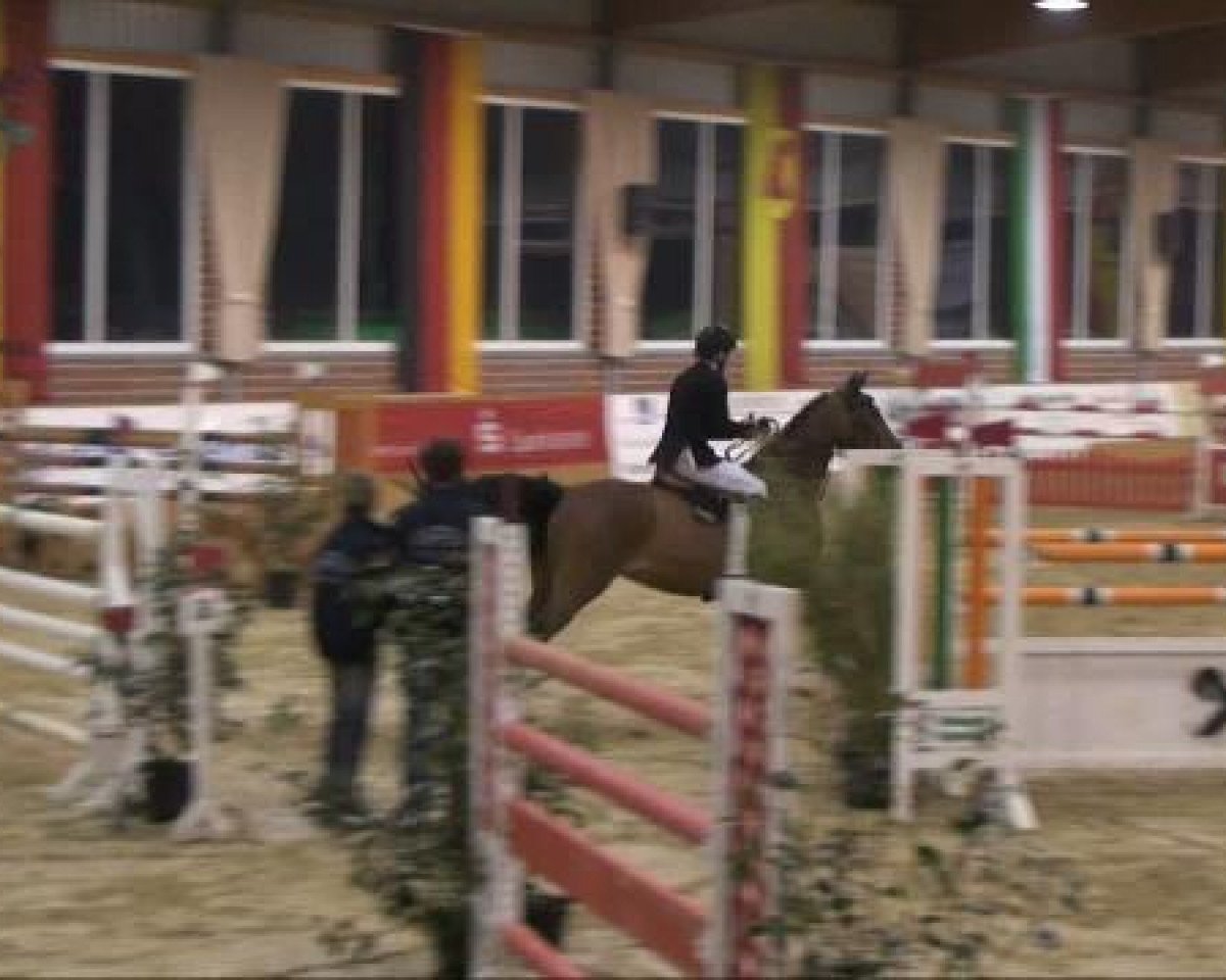 Springpferd Wait and See 18 (Hannoveraner, 2003, von Weissenburg)