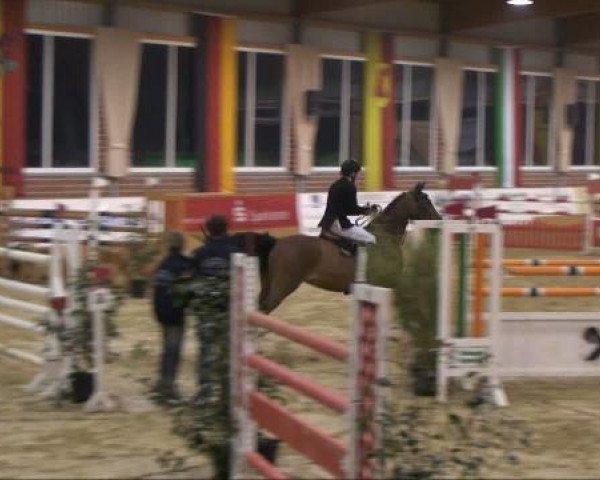 jumper Wait and See 18 (Hanoverian, 2003, from Weissenburg)