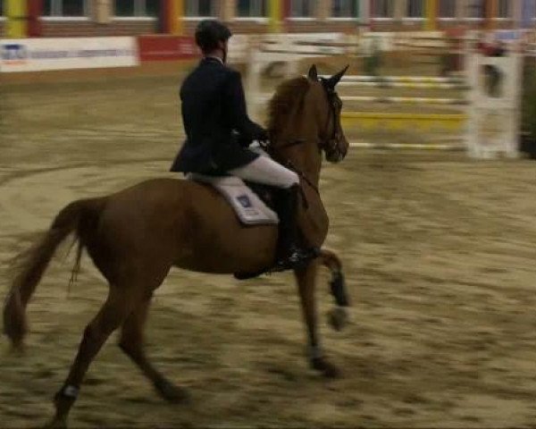 Springpferd Whoopie 28 (KWPN (Niederländisches Warmblut), 2002, von Orion Fortuna)