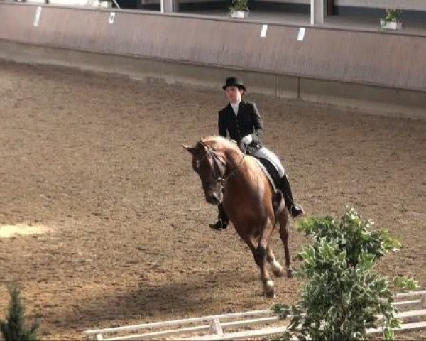 dressage horse Figo 17 (Westphalian, 2002, from Fürst Piccolo)